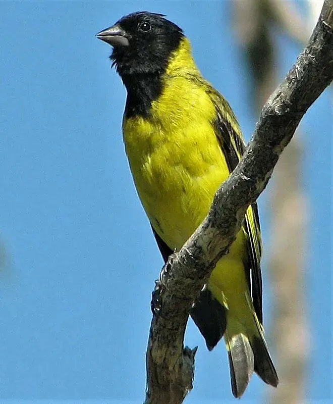 File:Cabecitanegra (spinus magellanicus).jpg