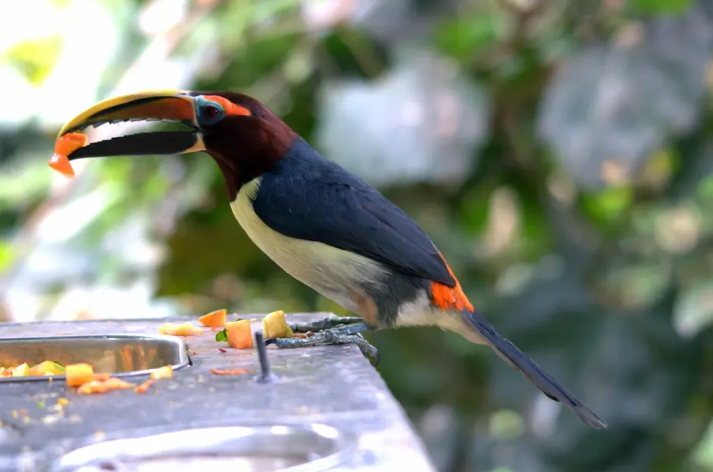 File:Pteroglossus viridis male 1.jpg