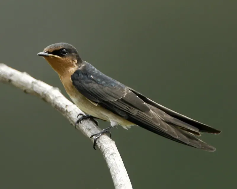 File:Pacific Swallow (Hirundo tahitica javanica).jpg