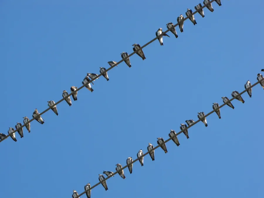 File:Golondrinas de río Brown-chested Martin (Progne tapera fusca).jpg
