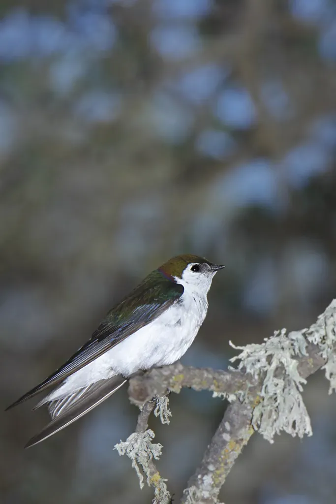 File:Violet green Swallow (Tachycineta thalassina).jpg