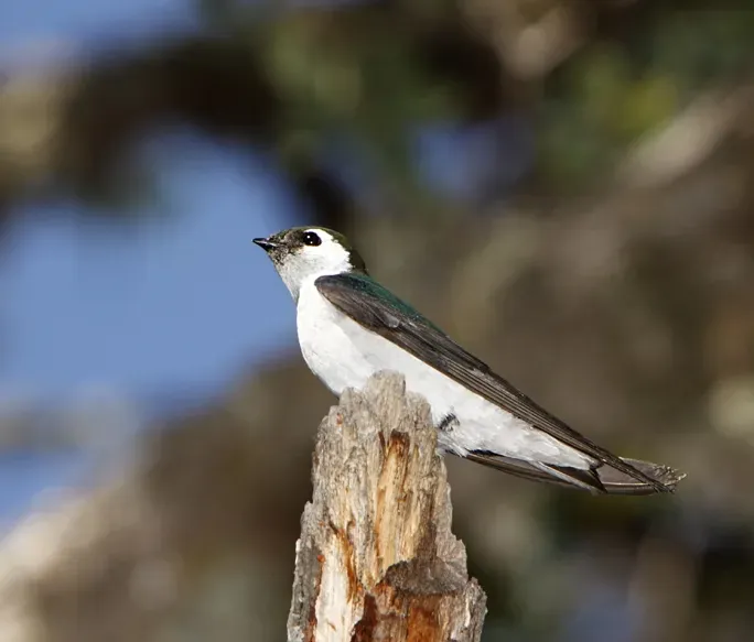 File:Male Violet green Swallow (Tachycineta thalassina).jpg