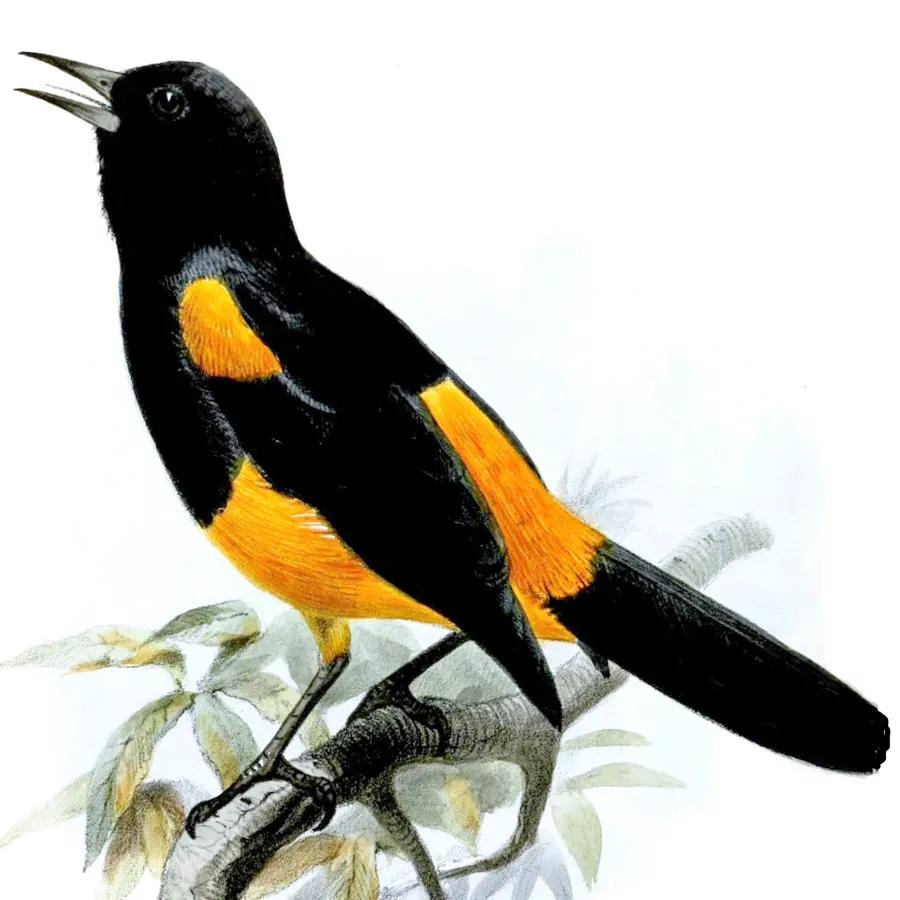 File:IcterusLaudabilisSmit (cropped) 2.jpg