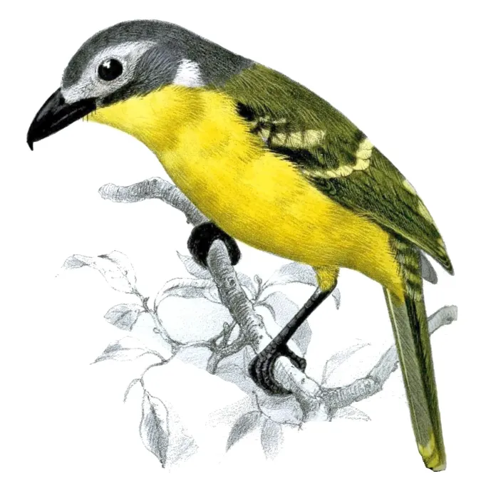 File:Malaconotus monteiri monteiri Smit 2.jpg