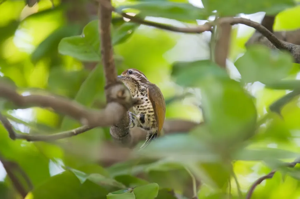File:Picumnus innominatus 02.jpg