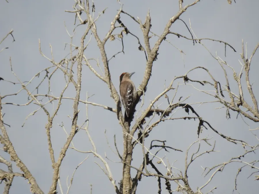 File:Dendrocoptes dorae 222956309.jpg