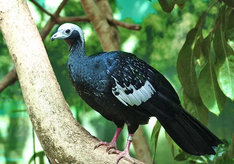 File:Pipile cumanensis (Denver Zoo)2.jpg