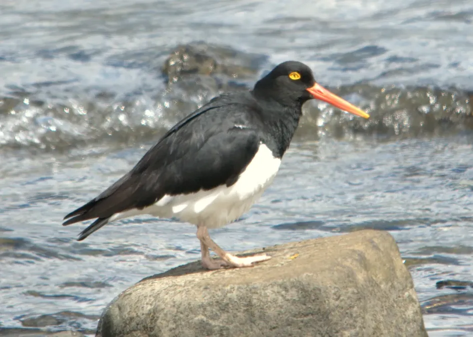 File:Haematopus leucopodus 3.jpg