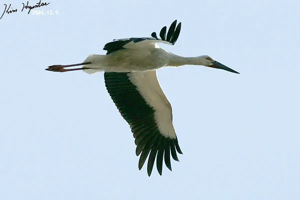 File:Ciconia boyciana 2739126.jpg
