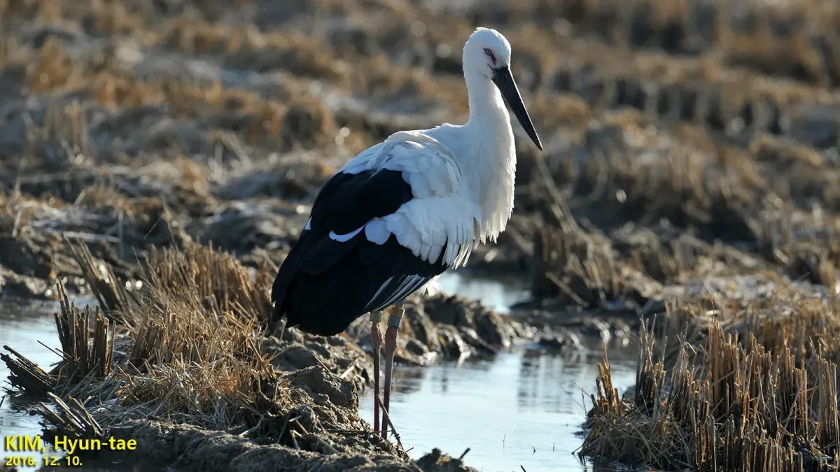 File:Ciconia boyciana 5769961.jpg