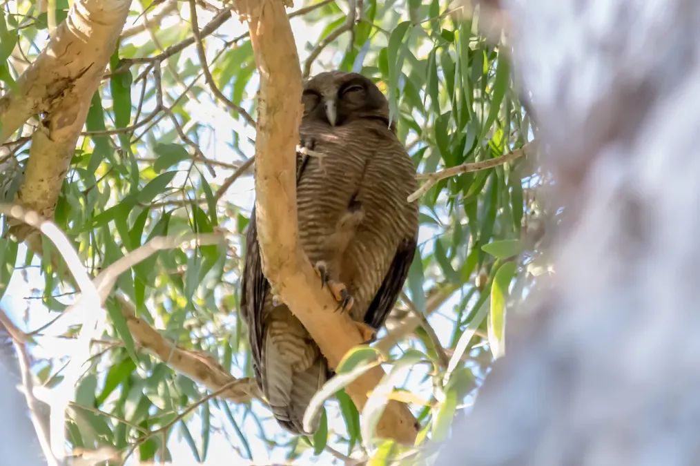 File:Ninox rufa 231625762.jpg