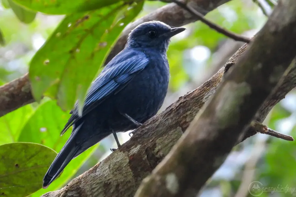 File:Cochoa azurea 307922974.jpg