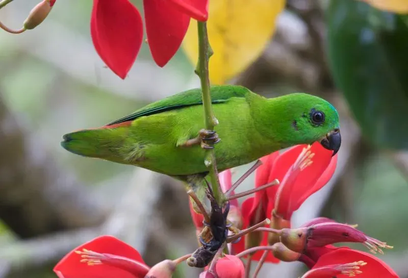 File:Loriculus galgulus -Tanglin Halt, Singapore -female-8 (2).jpg