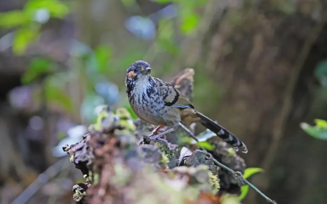 File:Ianthocincla konkakinhensis 105778500.jpg