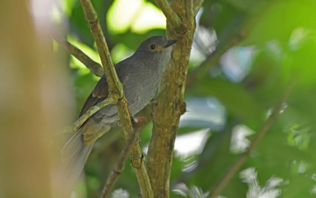 File:Lipaugus weberi 237331408.jpg