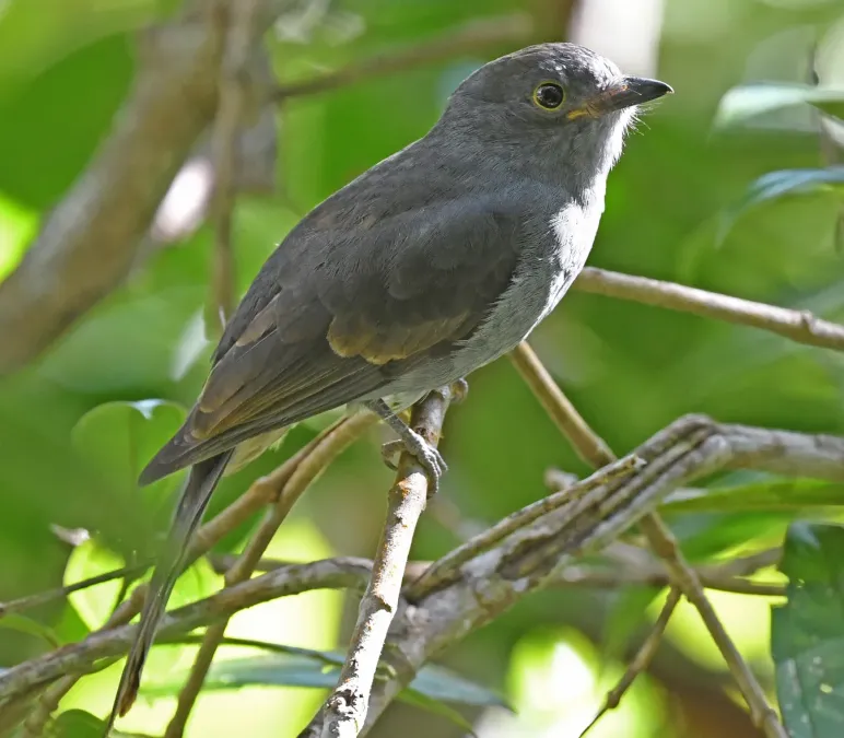 File:Lipaugus weberi 237331331 (cropped).jpg