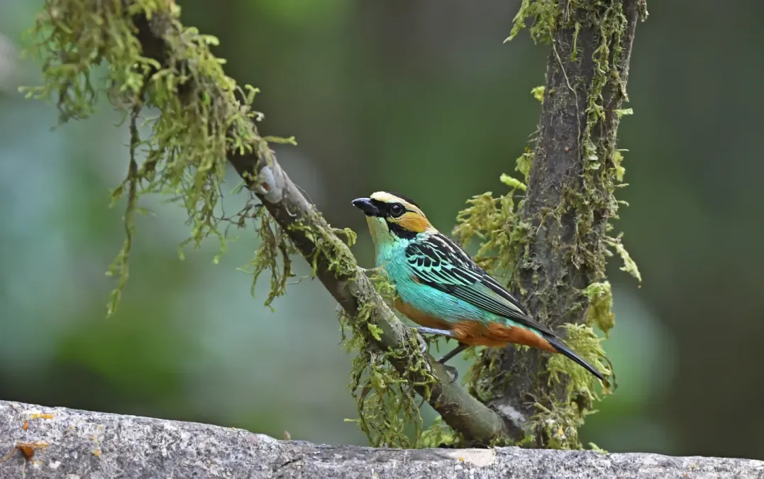 File:Tangara chrysotis 333988938.jpg