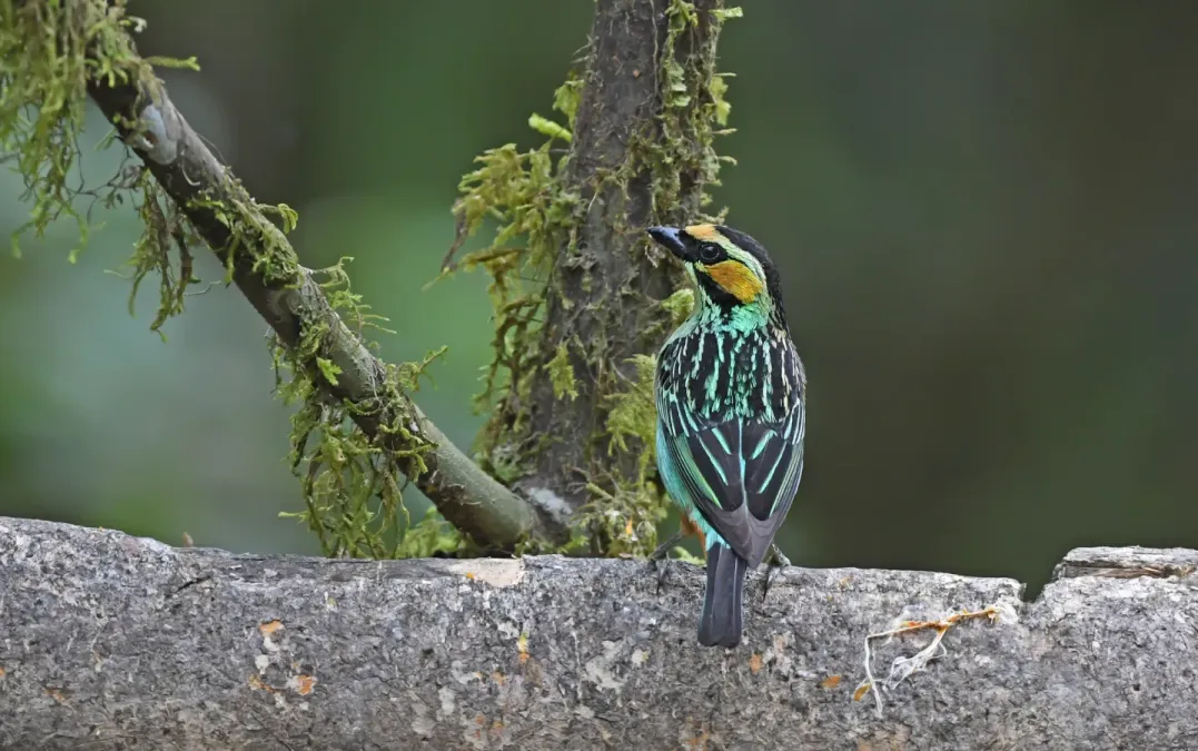 File:Tangara chrysotis 333988937.jpg