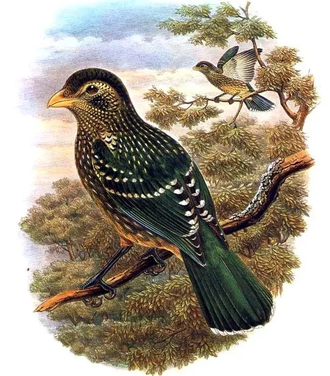 File:Ailuroedus crassirostris by Bowdler Sharpe.jpg