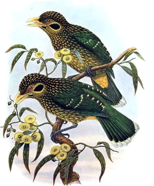 File:Ailuroedus melanotis by Bowdler Sharpe.jpg