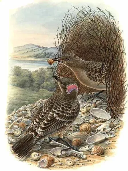 File:Chlamydera nuchalis by Bowdler Sharpe.jpg