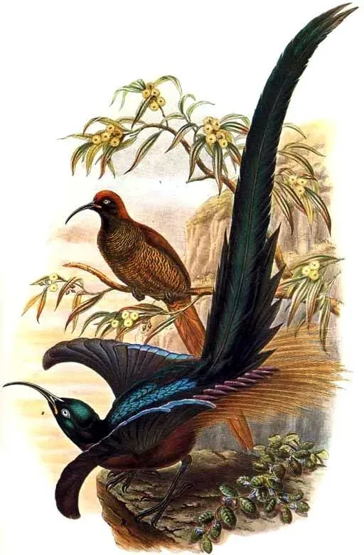 File:Epimachus meyeri by Bowdler Sharpe.jpg