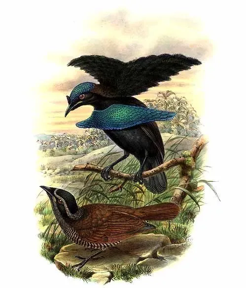 File:Lophorina minor by Bowdler Sharpe.jpg