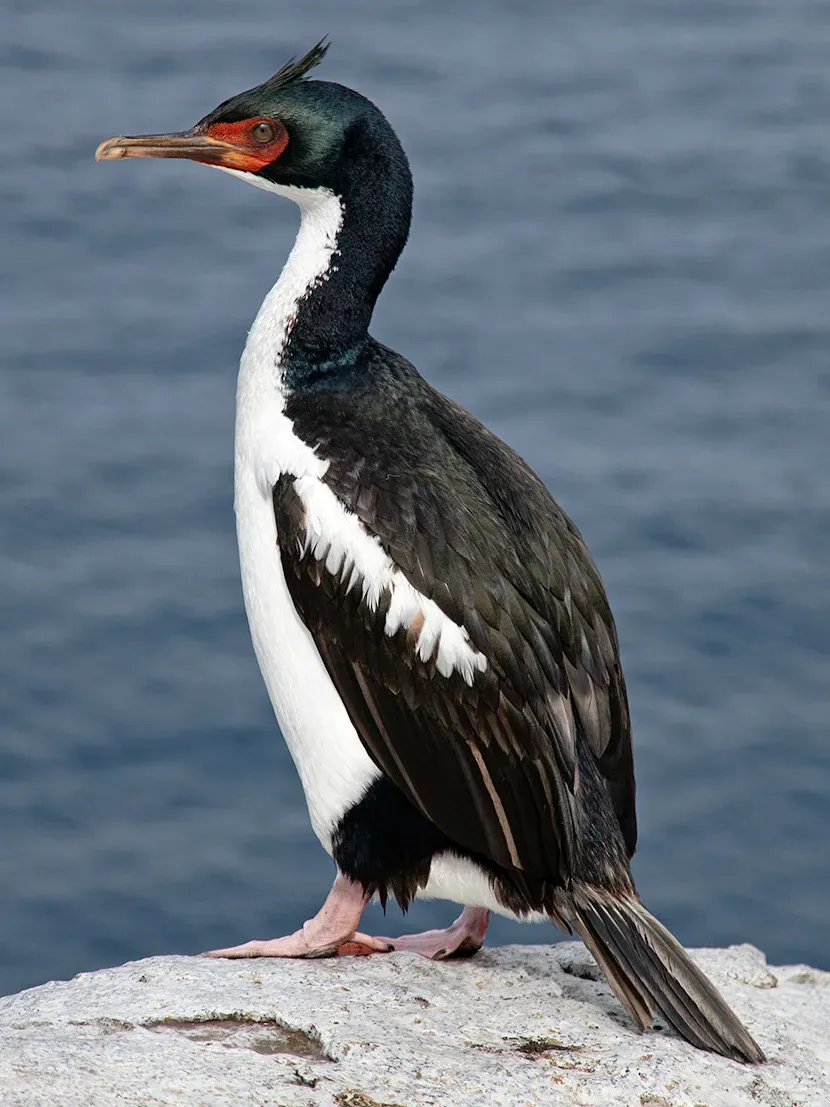 File:Leucocarbo-ranfurlyi-MATTERN 2.jpg