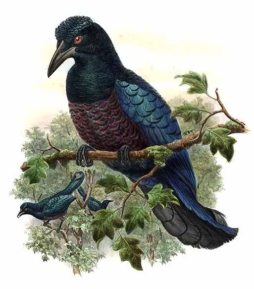 File:Manucodia comrii by Bowdler Sharpe.jpg