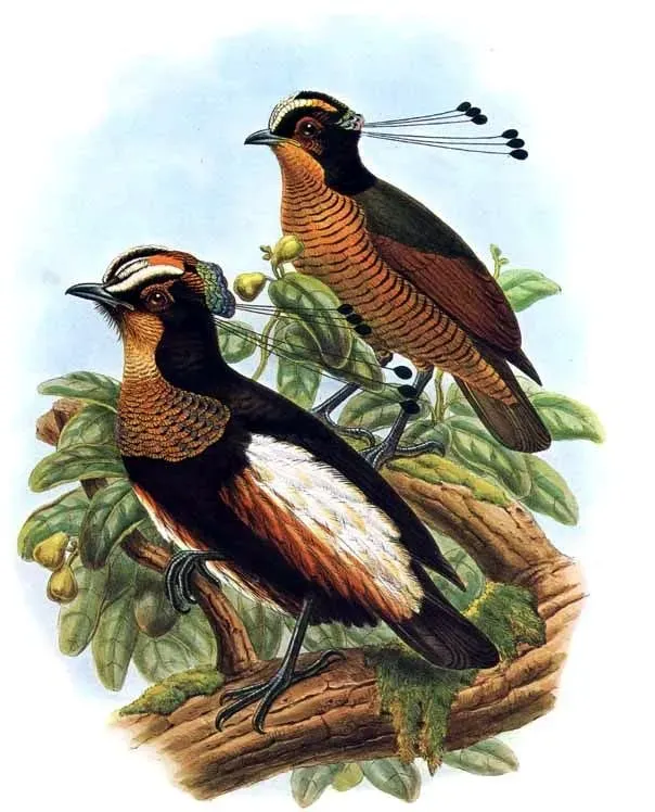 File:Parotia carolae by Bowdler Sharpe.jpg