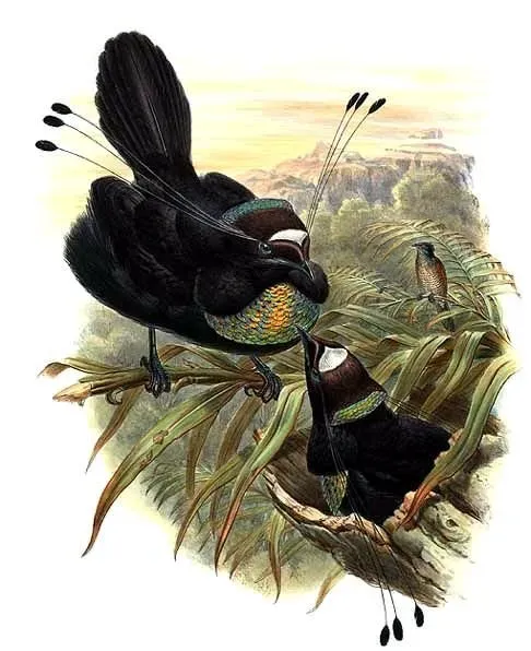 File:Parotia sefilata by Bowdler Sharpe.jpg