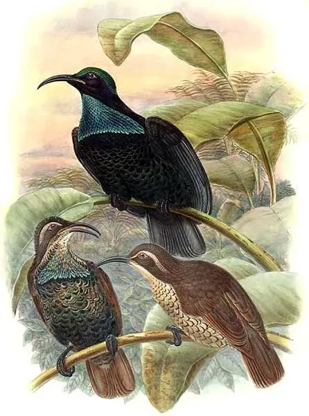 File:Ptiloris paradiseus by Bowdler Sharpe.jpg