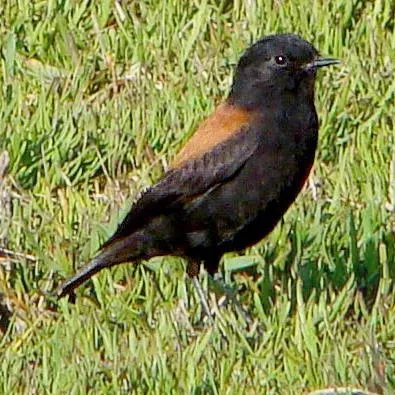 File:Lessonia rufa male 1.jpg