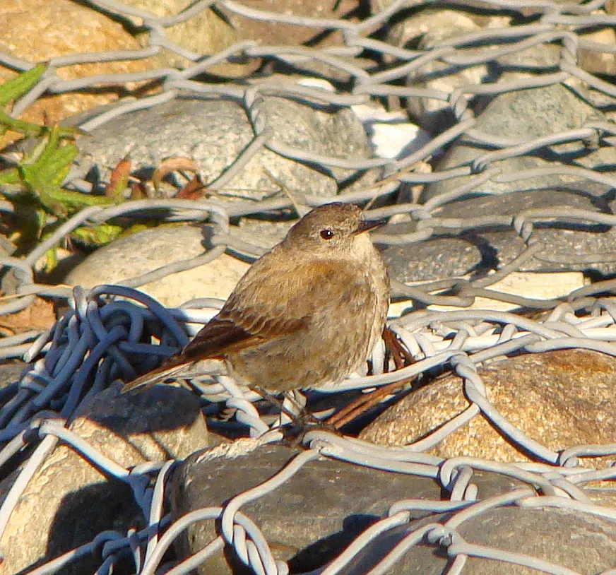 File:Lessonia rufa juvenil 2.jpg