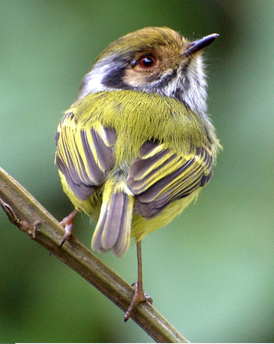 File:Myiornis auricularis 1.jpg