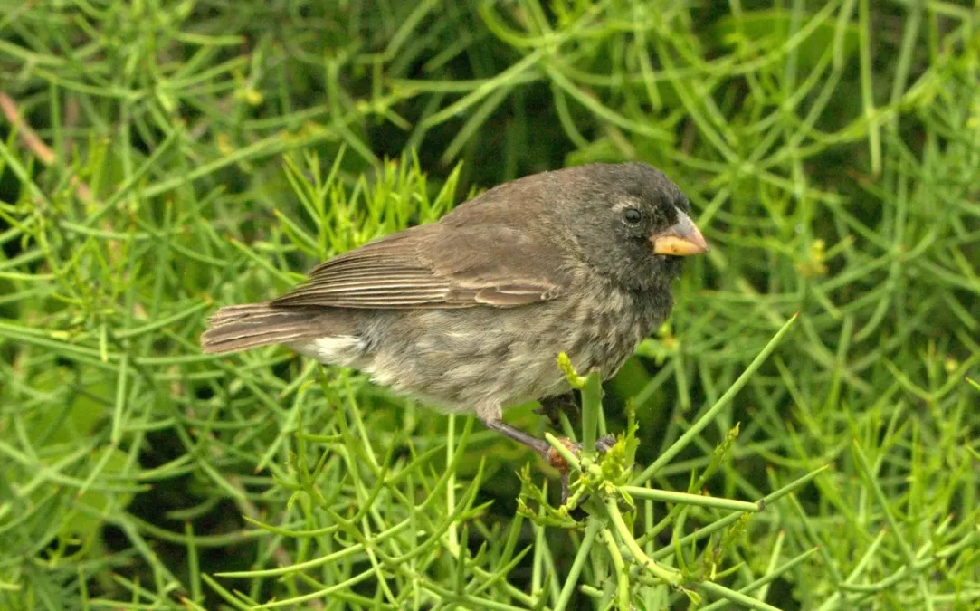 File:Camarhynchus psittacula 5701958.jpg