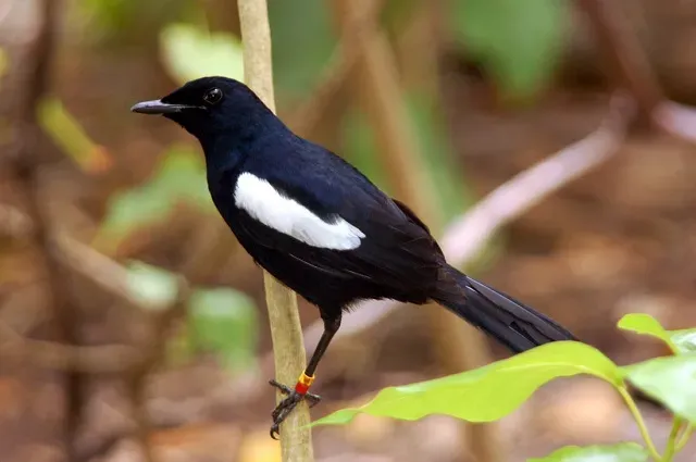File:Copsychus sechellarum 2.jpg