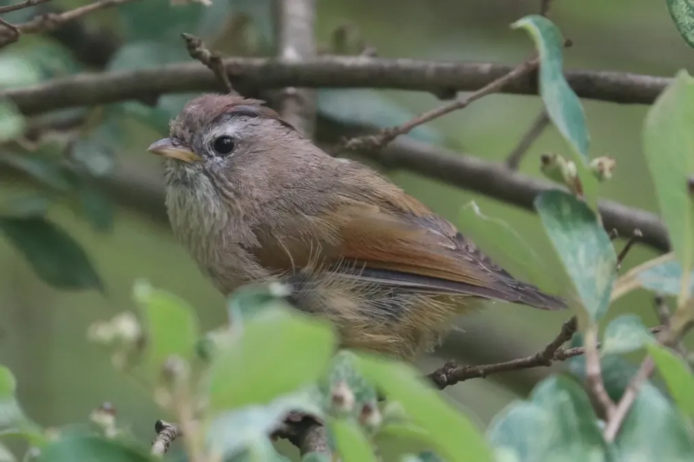 File:Fulvetta ruficapilla 01.jpg