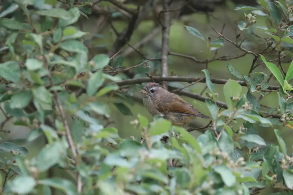 File:Fulvetta ruficapilla 02.jpg