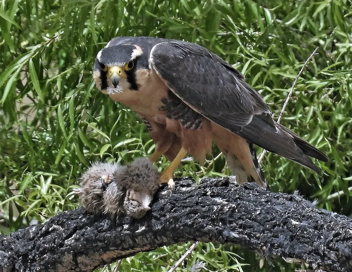 File:Falco femoralis 292404756.jpg