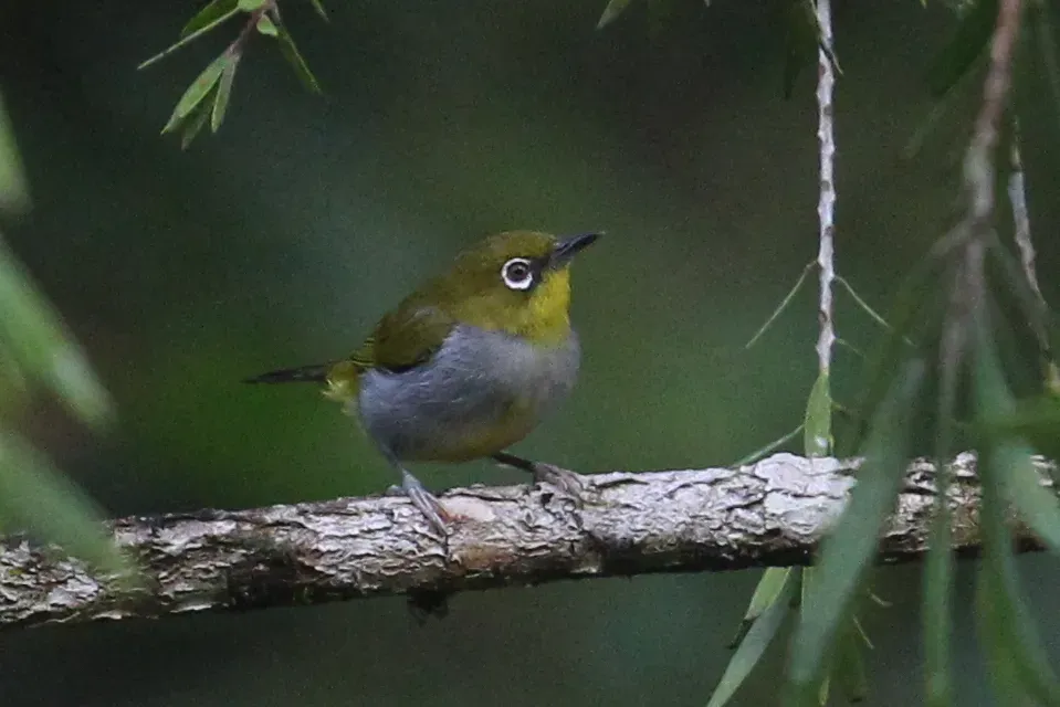 File:Zosterops auriventer 114831401.jpg