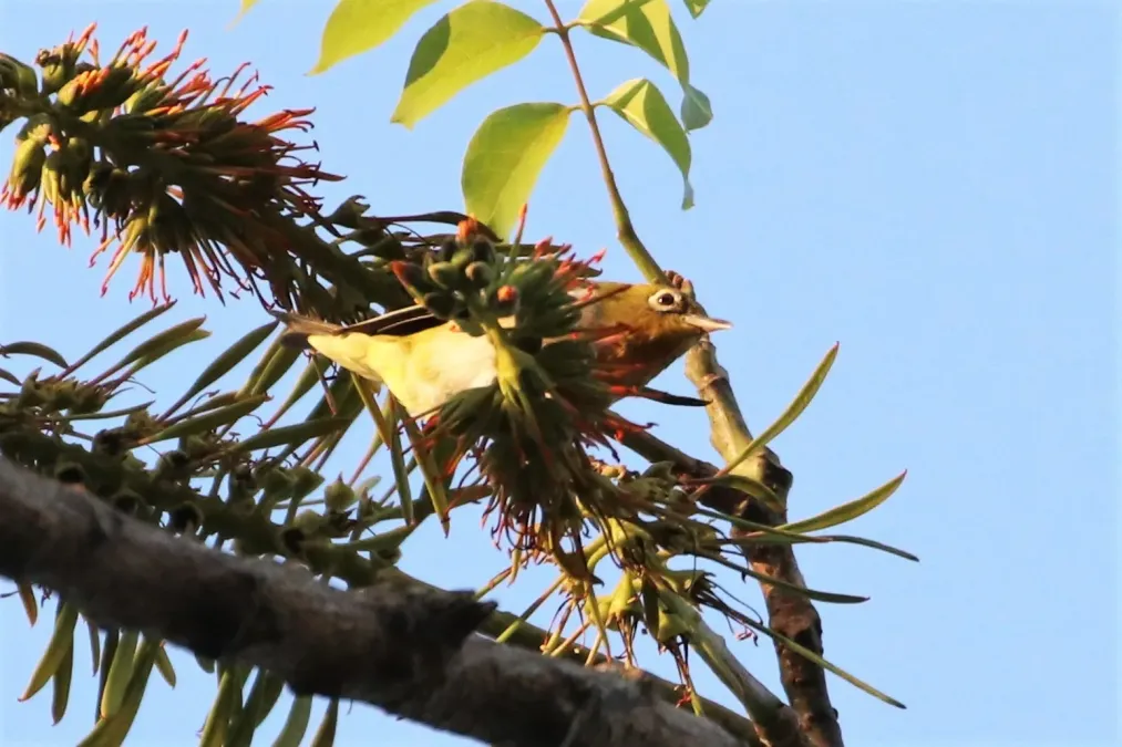File:Zosterops auriventer 70255882.jpg