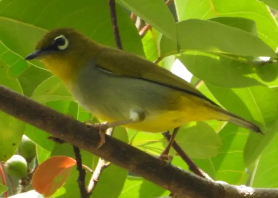 File:Zosterops auriventer 34697842.jpg