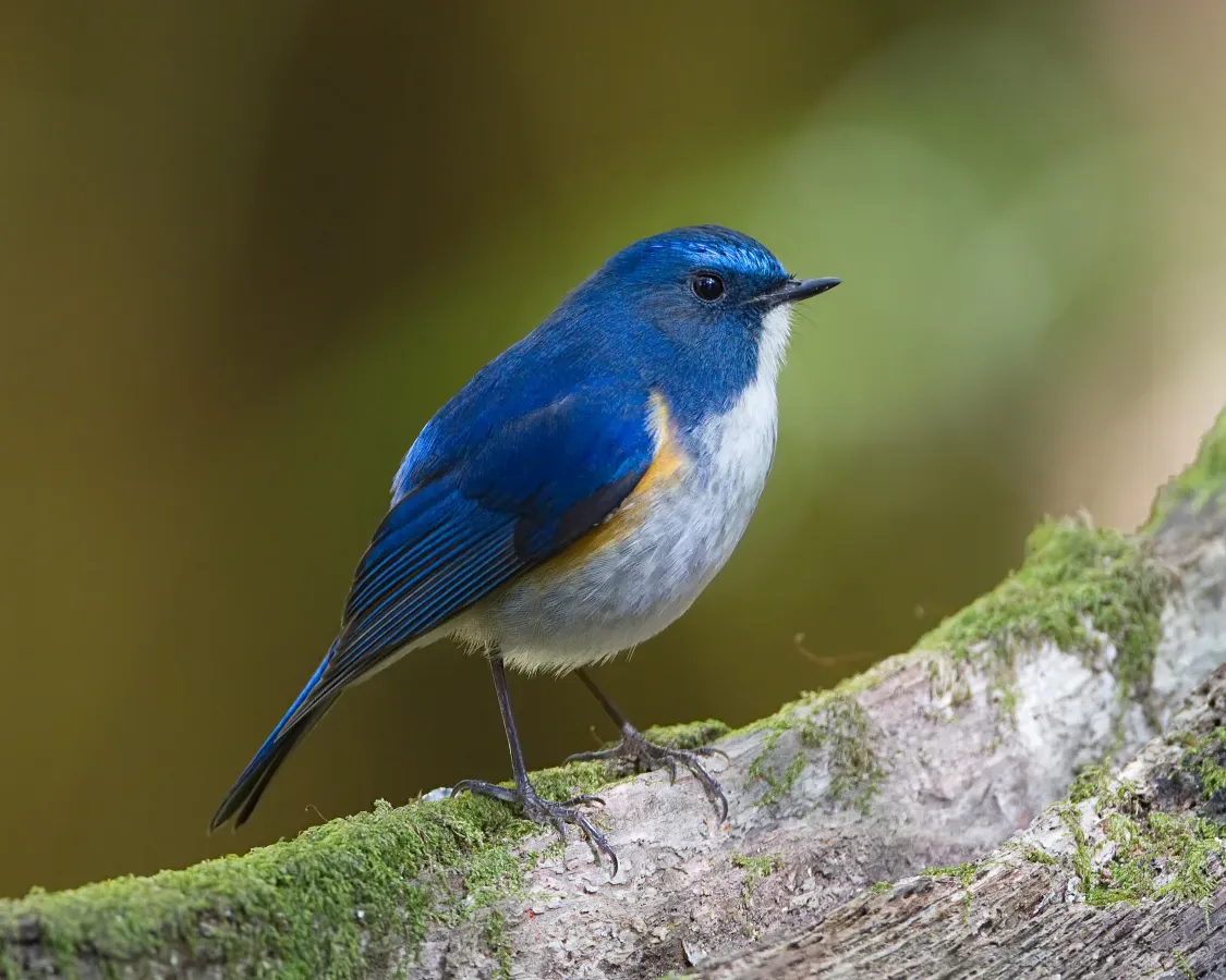 File:Tarsiger rufilatus - Doi Inthanon.jpg