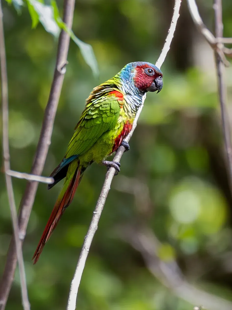 File:Pyrrhura pfrimeri Goias Parakeet, São Domingos, Goiás, Brazil.jpg