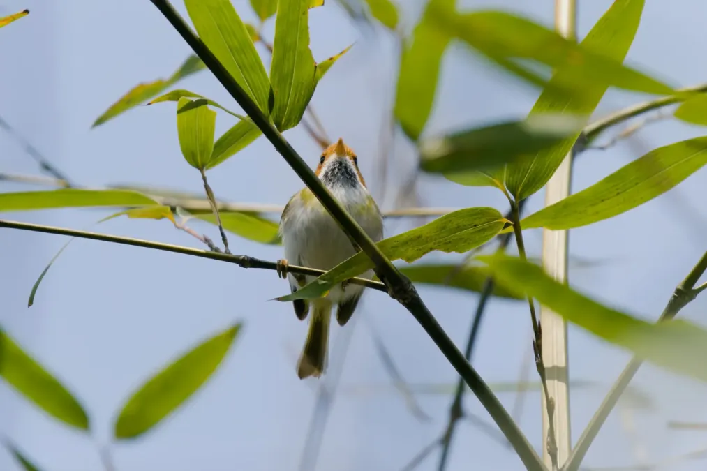 File:Abroscopus albogularis-A9 04583.jpg