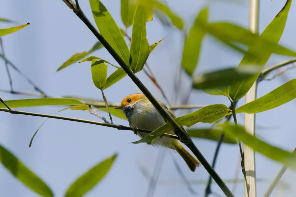 File:Abroscopus albogularis-A9 04578.jpg