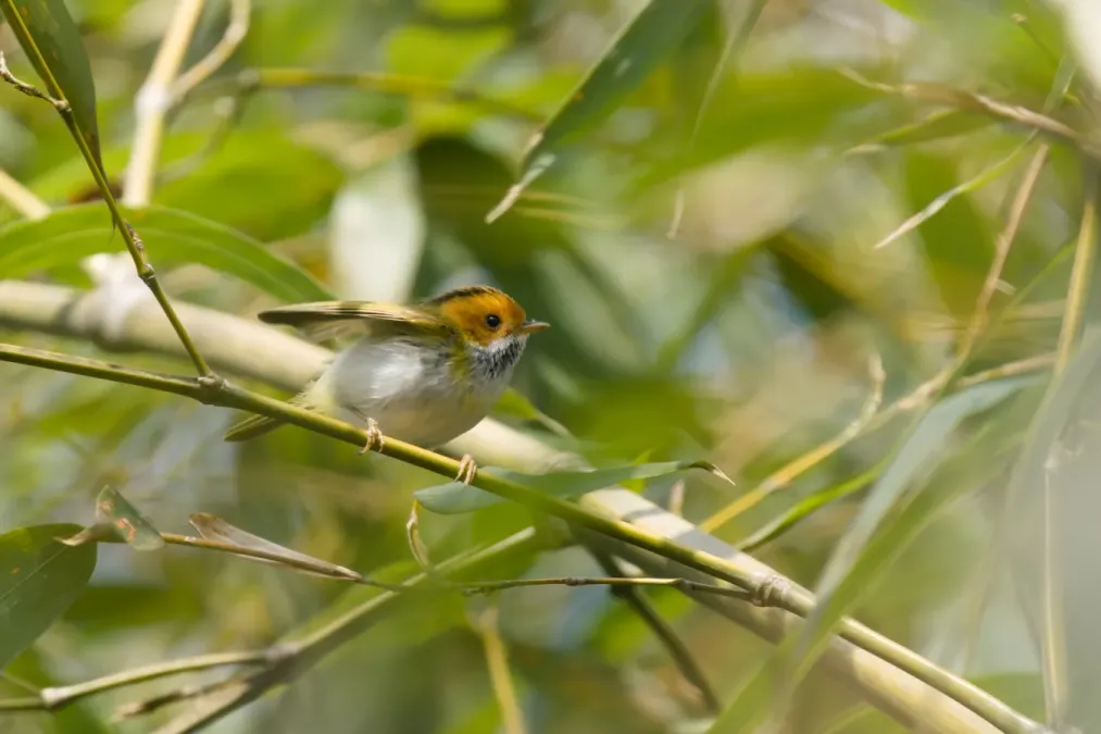 File:Abroscopus albogularis-A9 04496.jpg