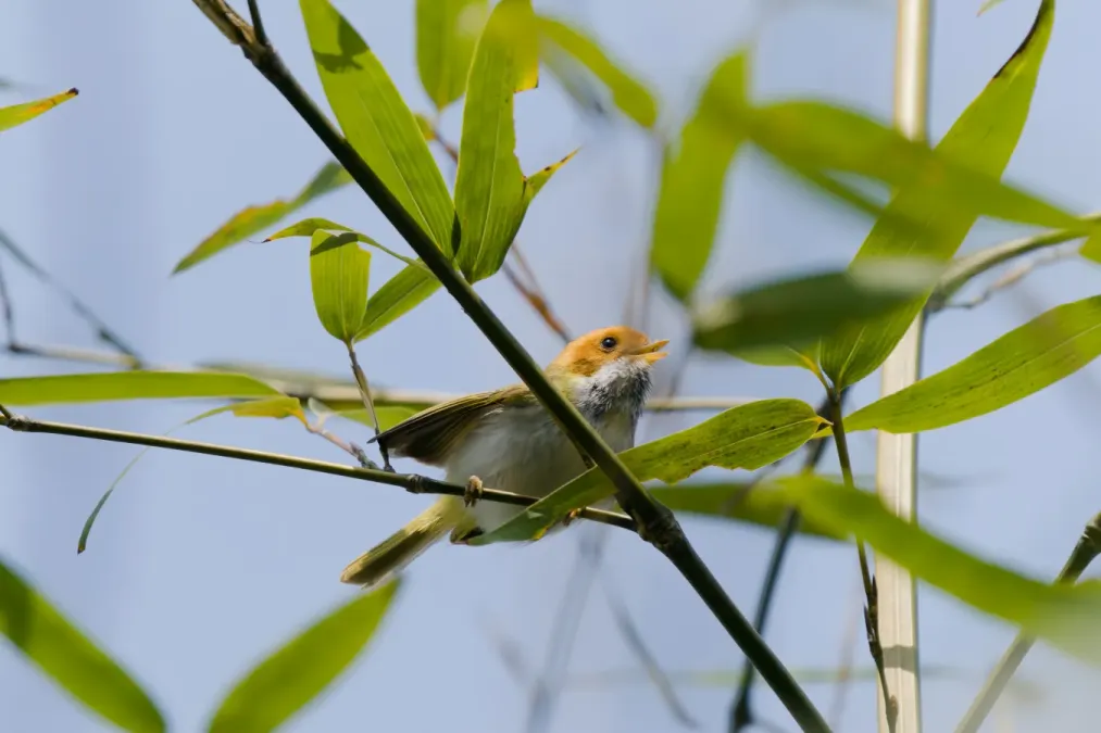 File:Abroscopus albogularis-A9 04602.jpg