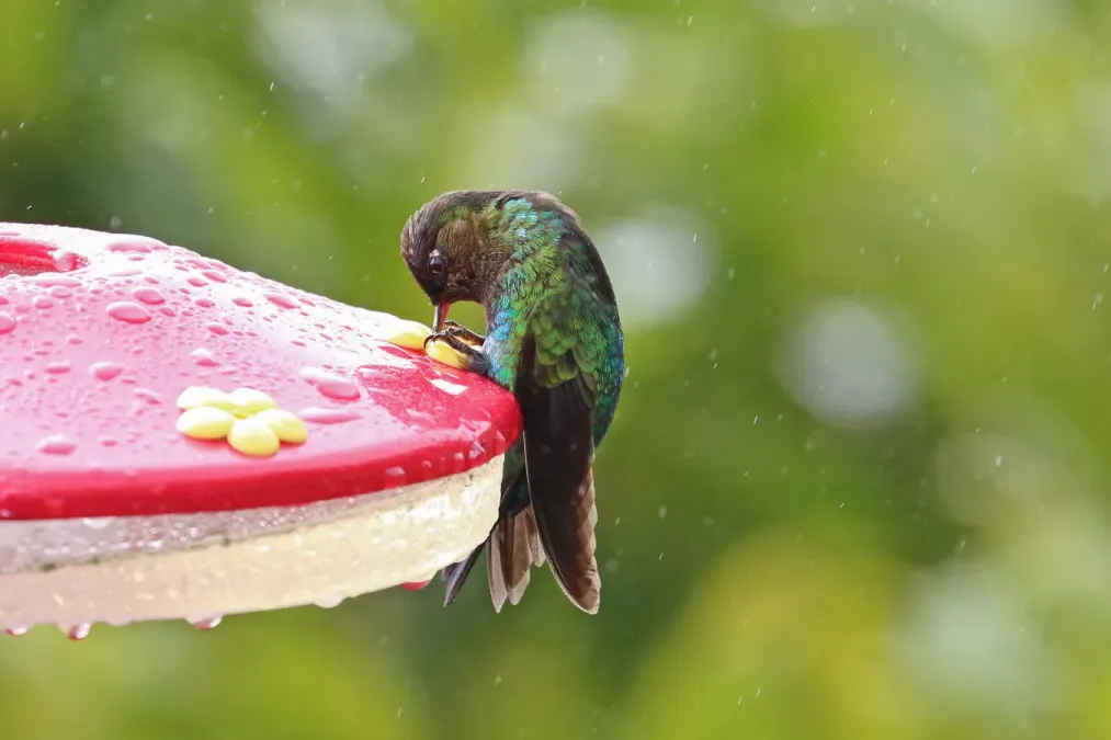File:Panterpe insignis in Costa Rica 03.jpg